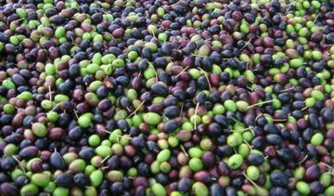 I prezzi delle olive: è corsa ma solo al centro-nord Italia