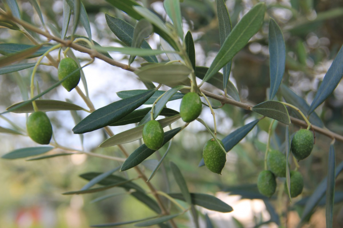 Il ruolo del fosforo su produttività, rese e alternanza di produzione dell'olivo