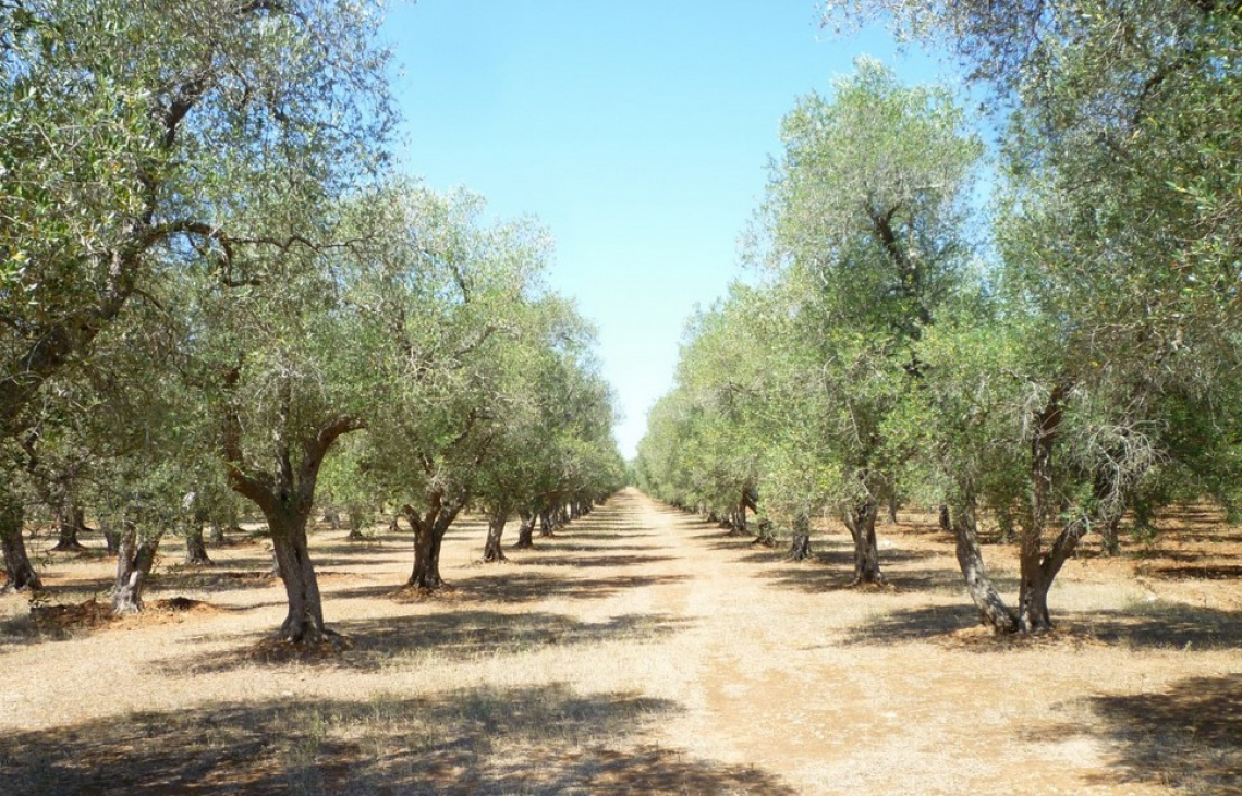 L'effetto delle alte temperature estive sull'accumulo d'olio nelle olive