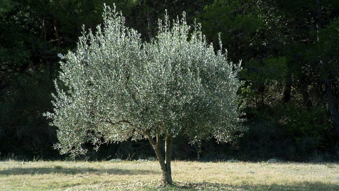 Utilizzare i funghi micorrizici per ridurre l'incidenza della verticilliosi dell'olivo