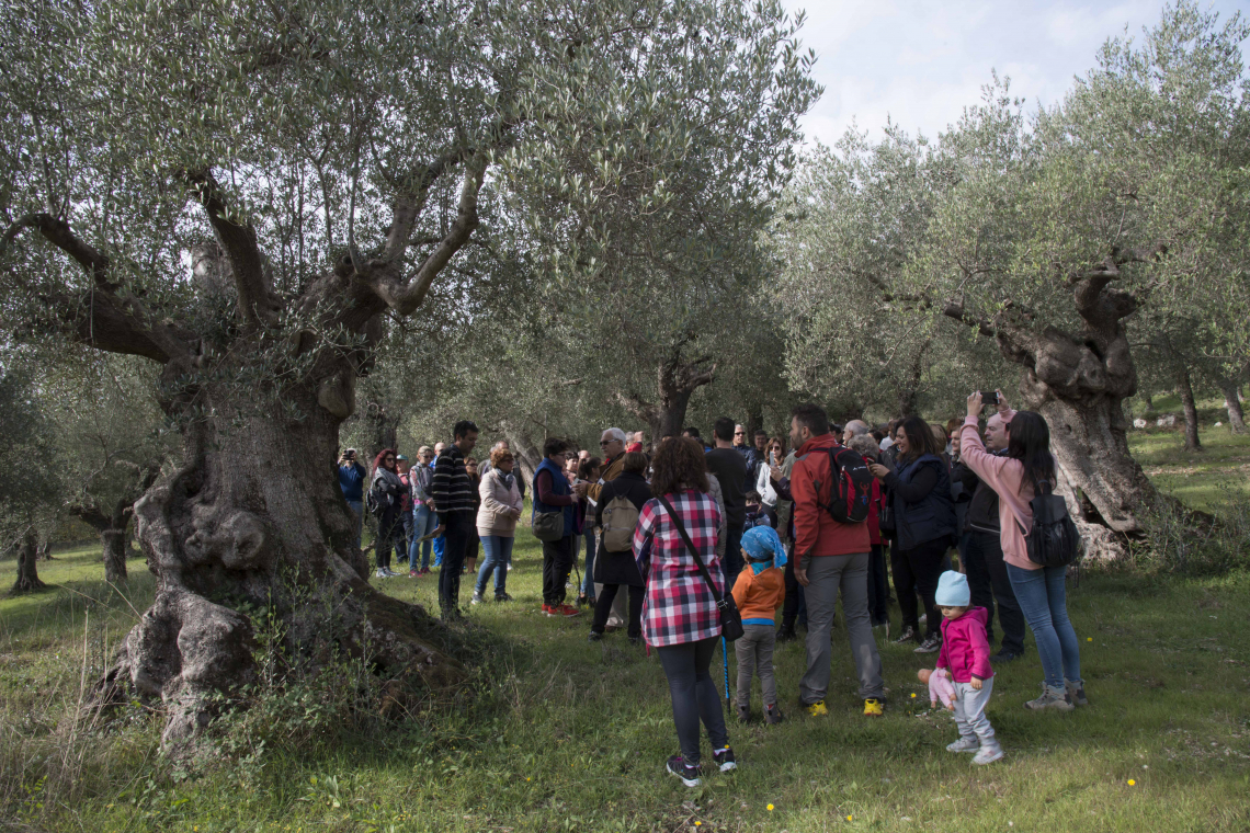 In 141 città in Italia si cammina in nome dell'olivo