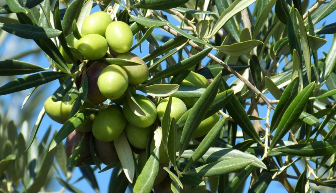 Tracciabilità e documenti di trasporto telematici per i trasporti di olive e olio fuori territorio