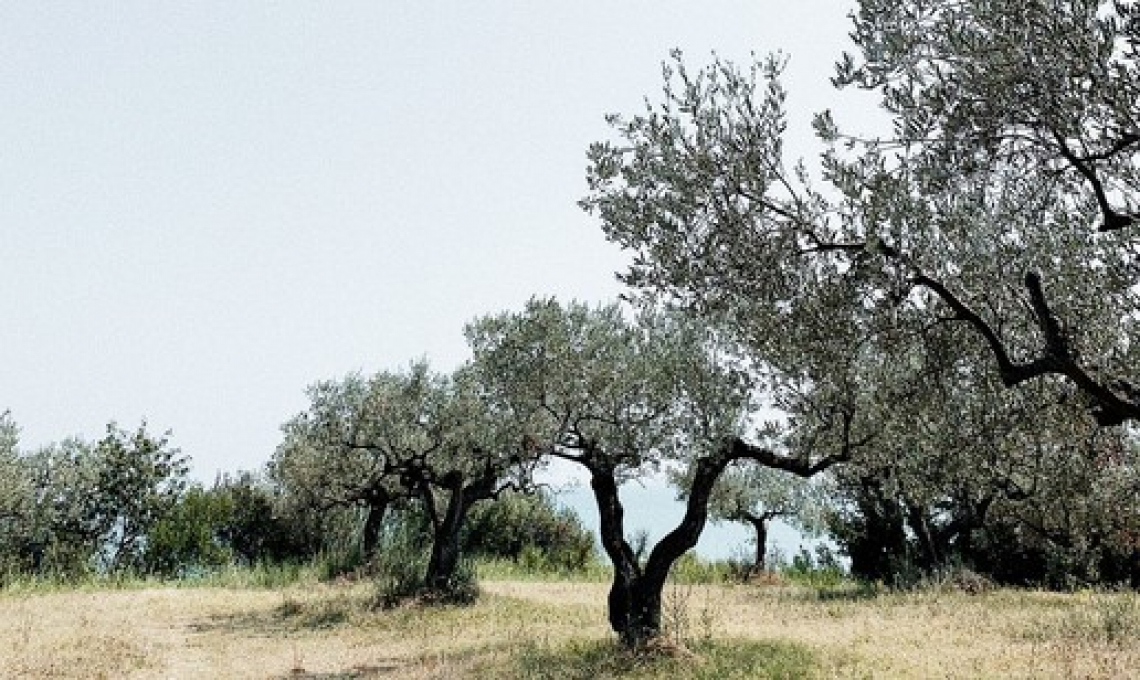 L'oliveto tradizionale presenta la maggiore mitigazione di CO2 rispetto alla coltivazione intensiva