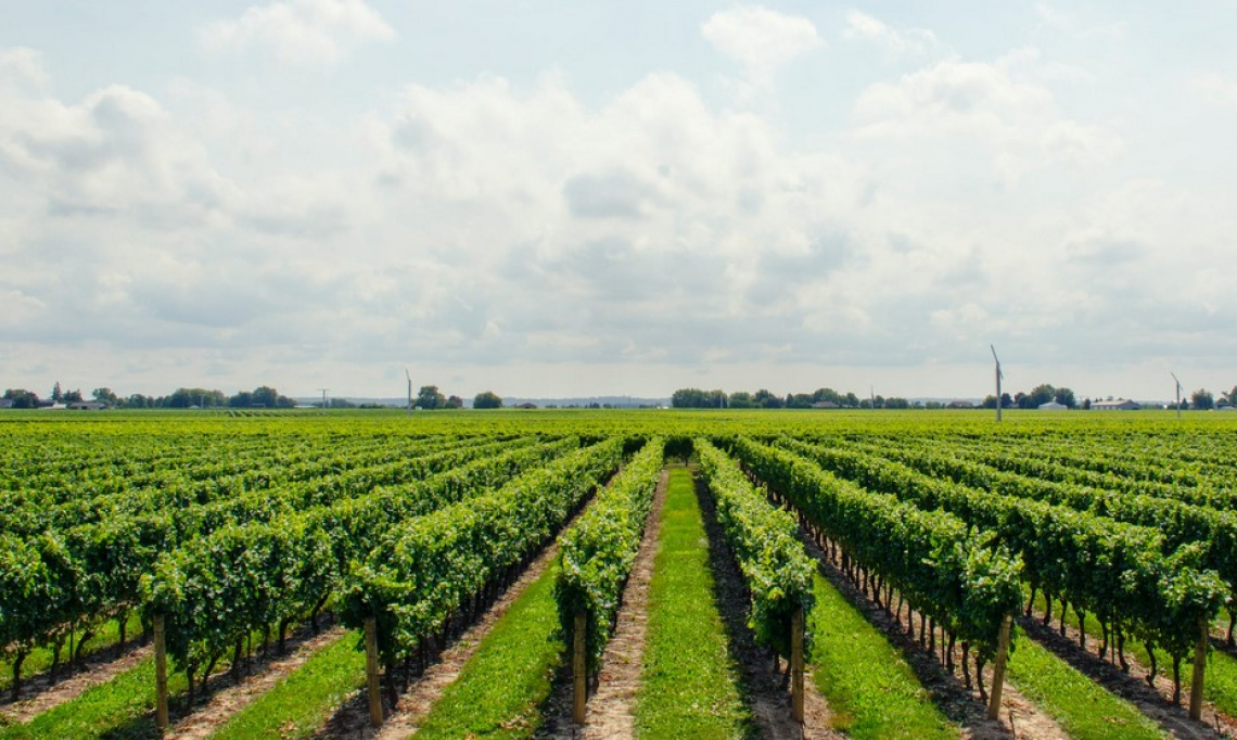 Le risposte del Cabernet sauvignon a diversi ambienti pedo-climatici italiani del sud Italia