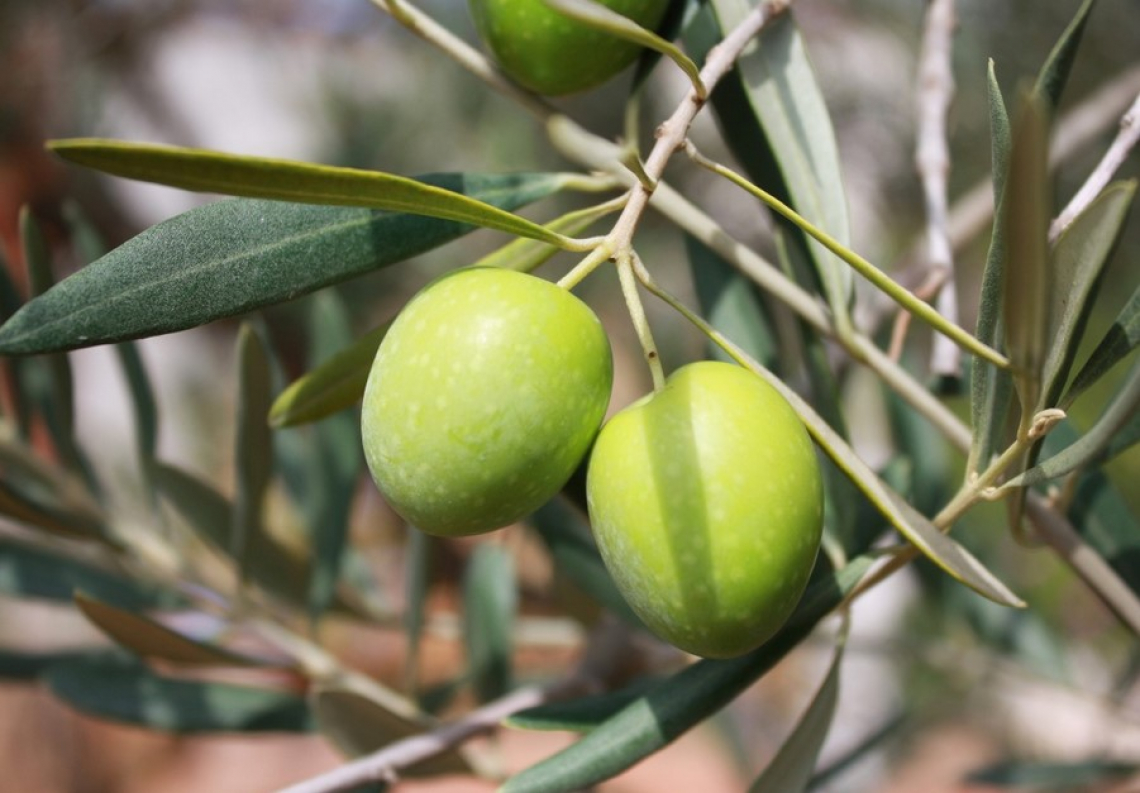 L'influenza della fertilizzazione con azoto sulla qualità dell'olio extra vergine d'oliva