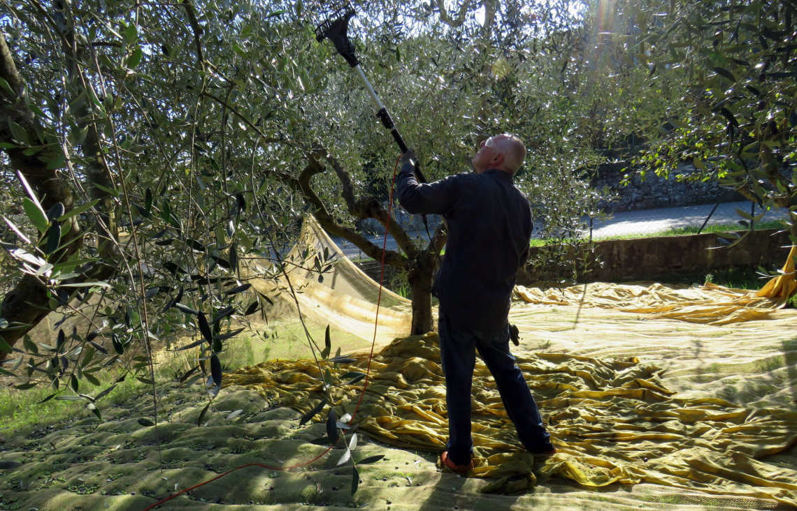 La giusta frequenza di battitura dell'abbacchiatore per non danneggiare le olive