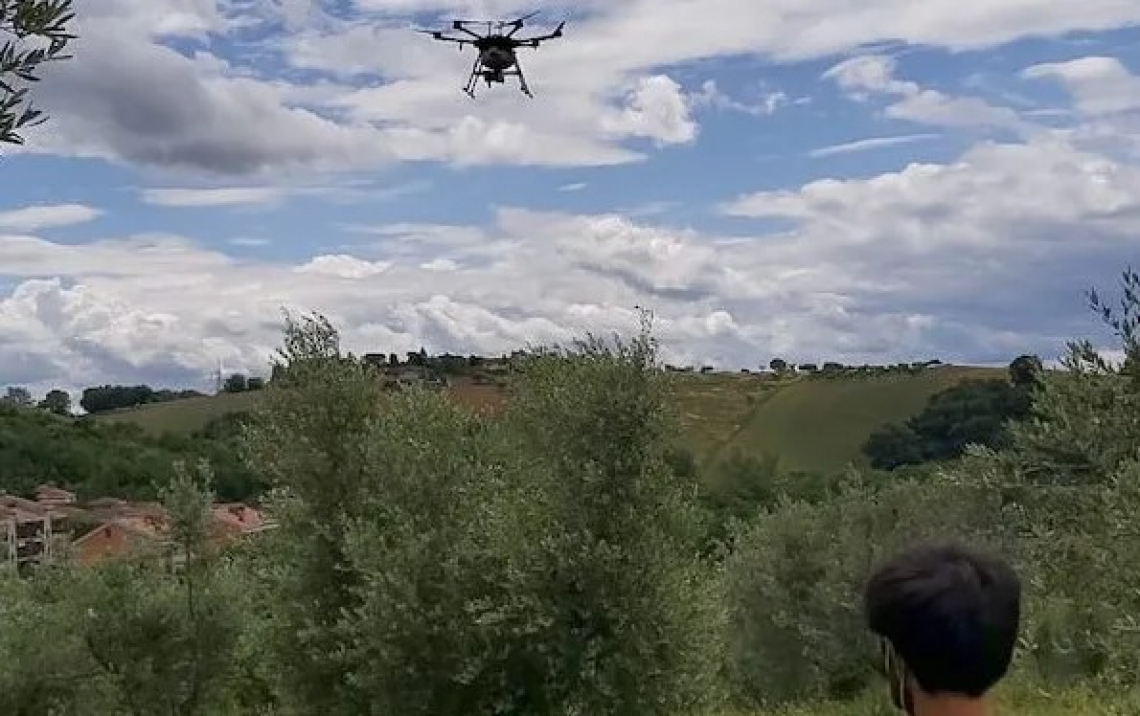 Contro la mosca delle olive ci si affida al drone