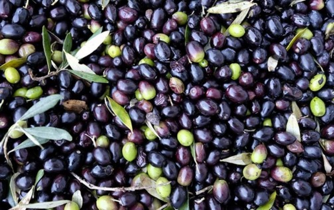 Produzione di olio extra vergine di oliva toscano in affanno