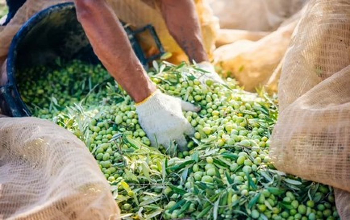 Produzione d'olio d'oliva italiano dimezzata in 30 anni