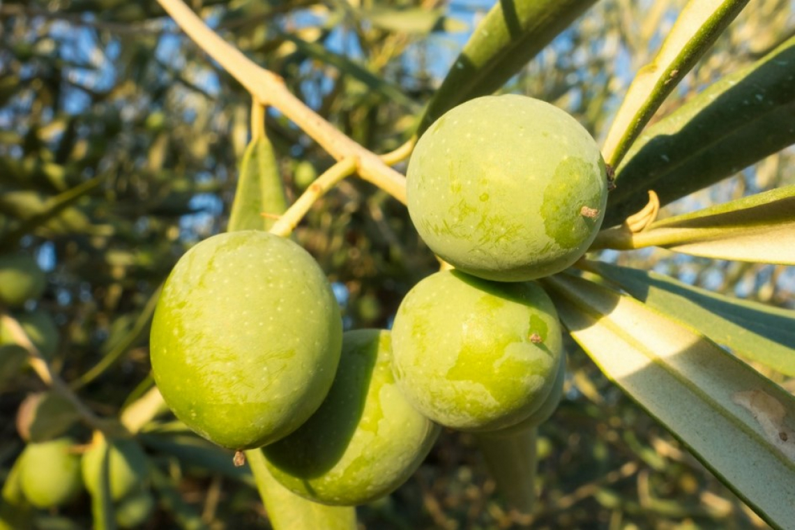 L'impatto del gelo sulla qualità dell'olio extra vergine di oliva