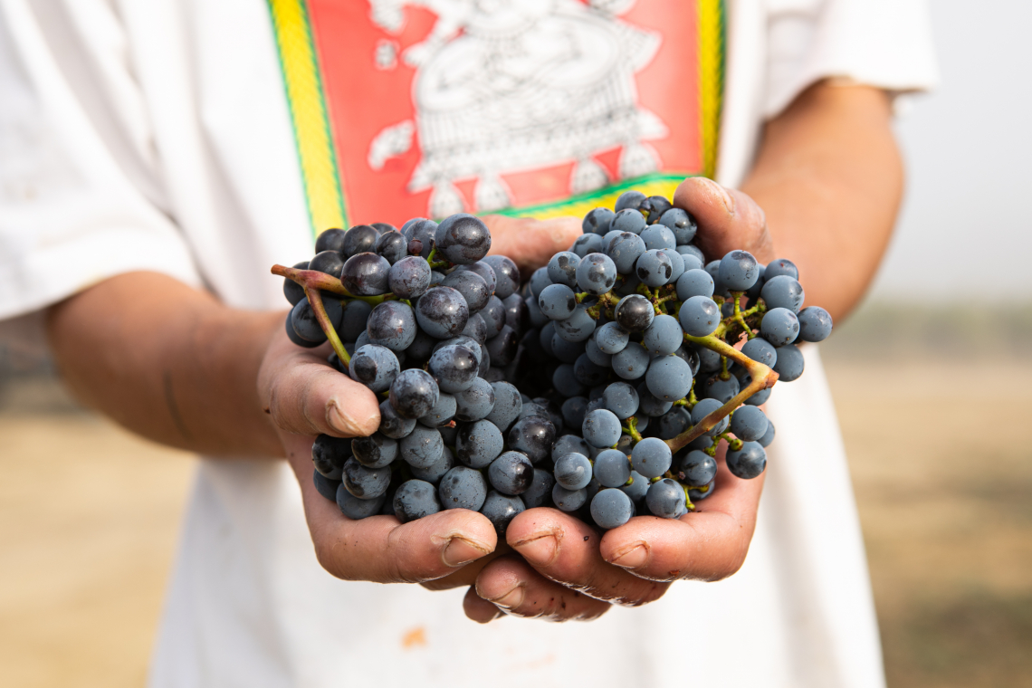 Nasce Generazione Sangiovese: il movimento delle piccole aziende vinicole toscane