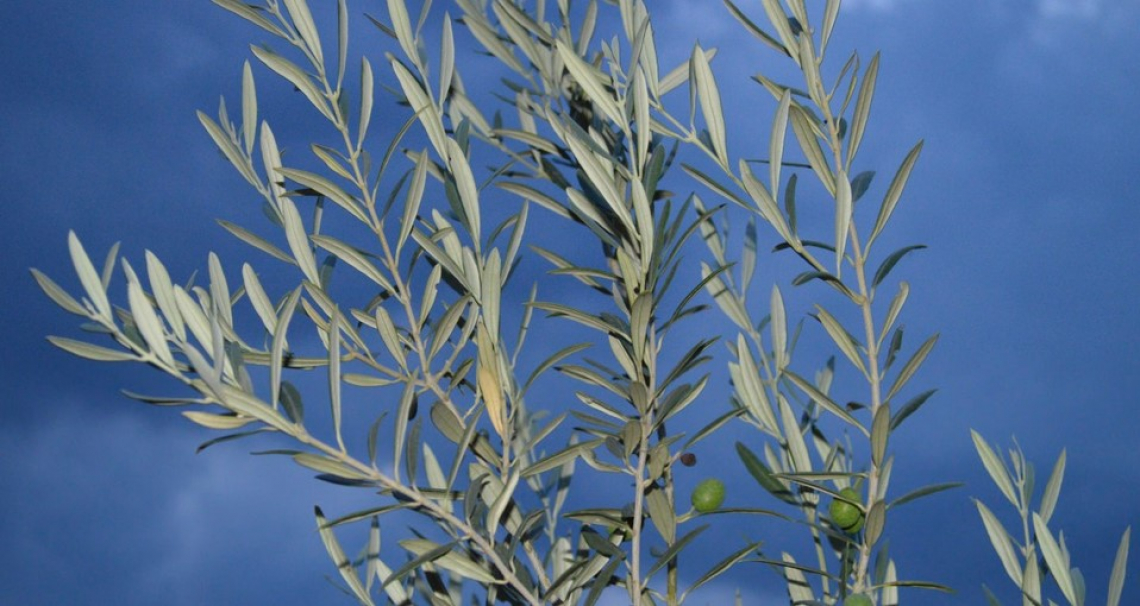 Oltre all'olio di oliva c'è di più: le proprietà di foglie, steli, fiori e altri sottoprodotti