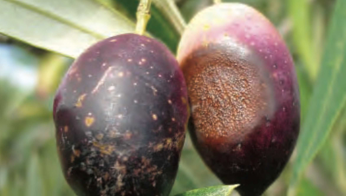 Quali fungicidi sono più efficaci per controllare la lebbra dell'olivo