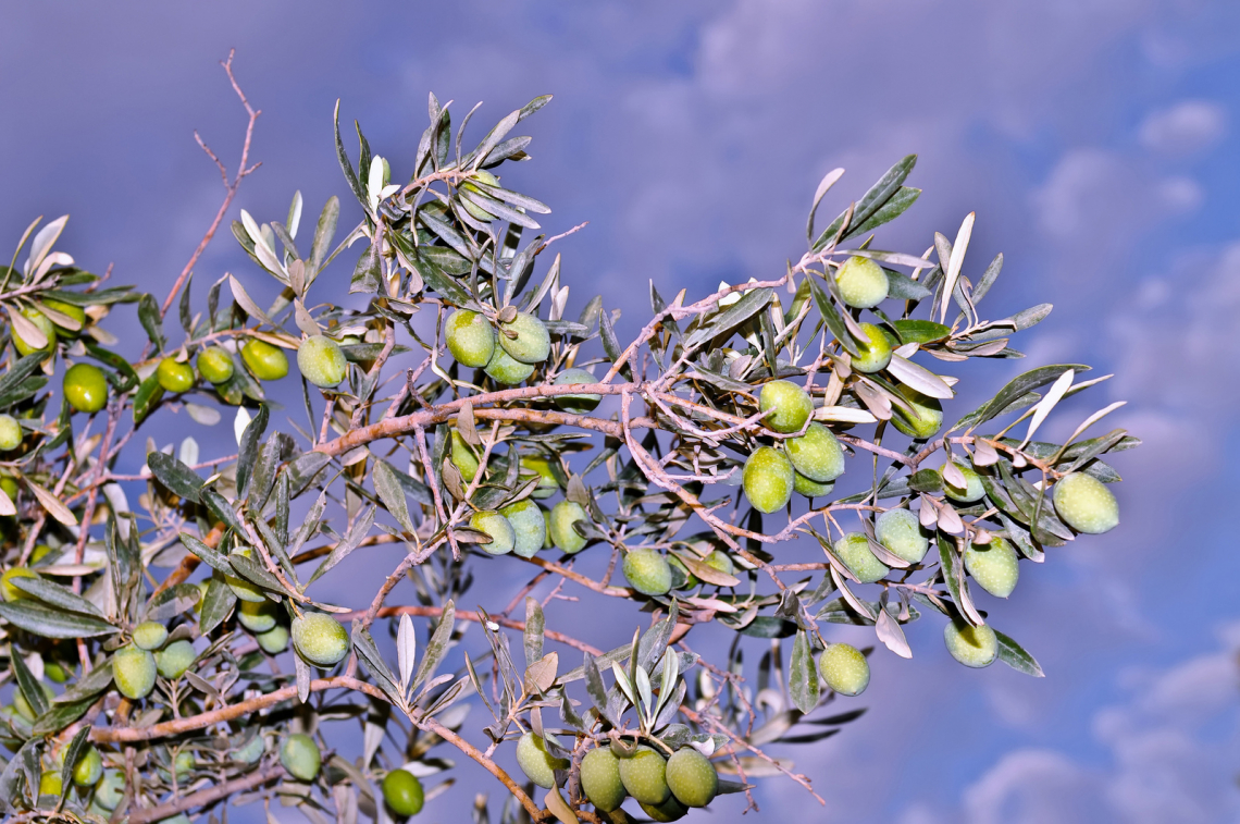 Allarme per la produzione d'olio di oliva in Andalusia
