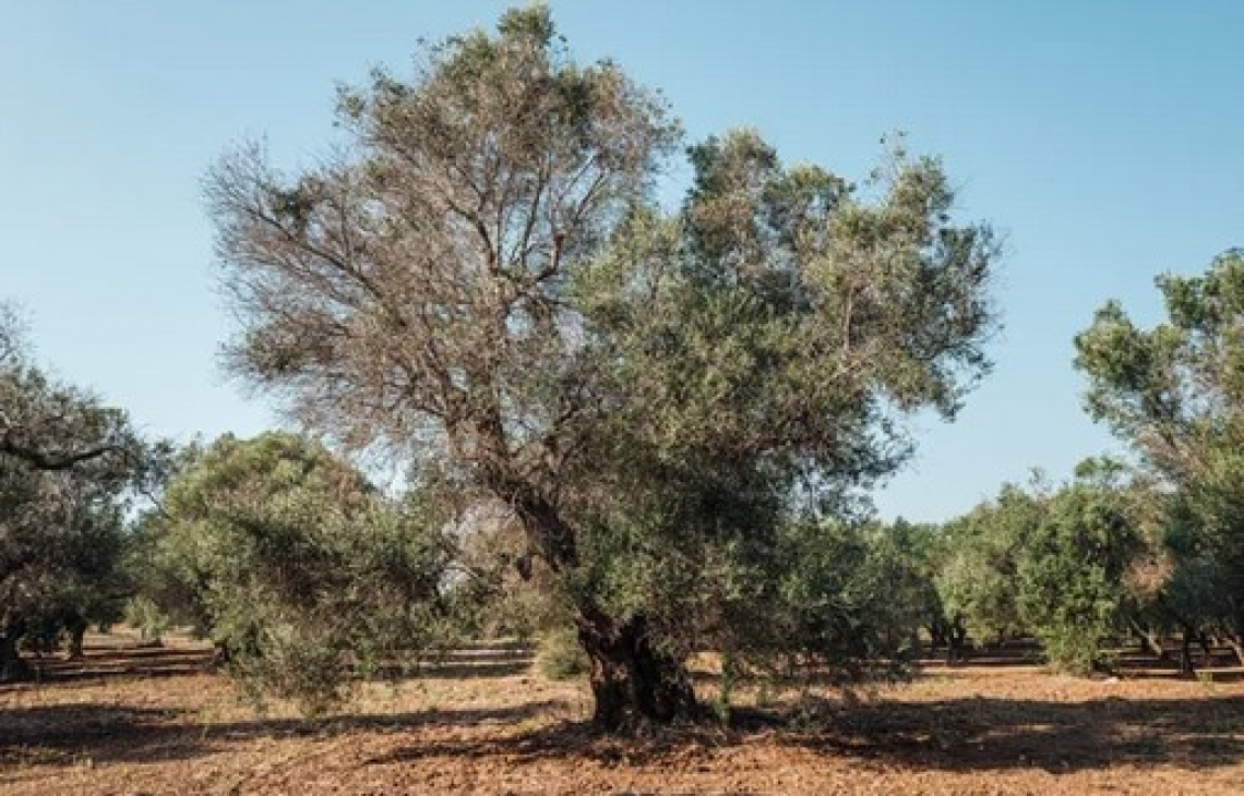 Aumentano i nuovi focolai di Xylella in Puglia