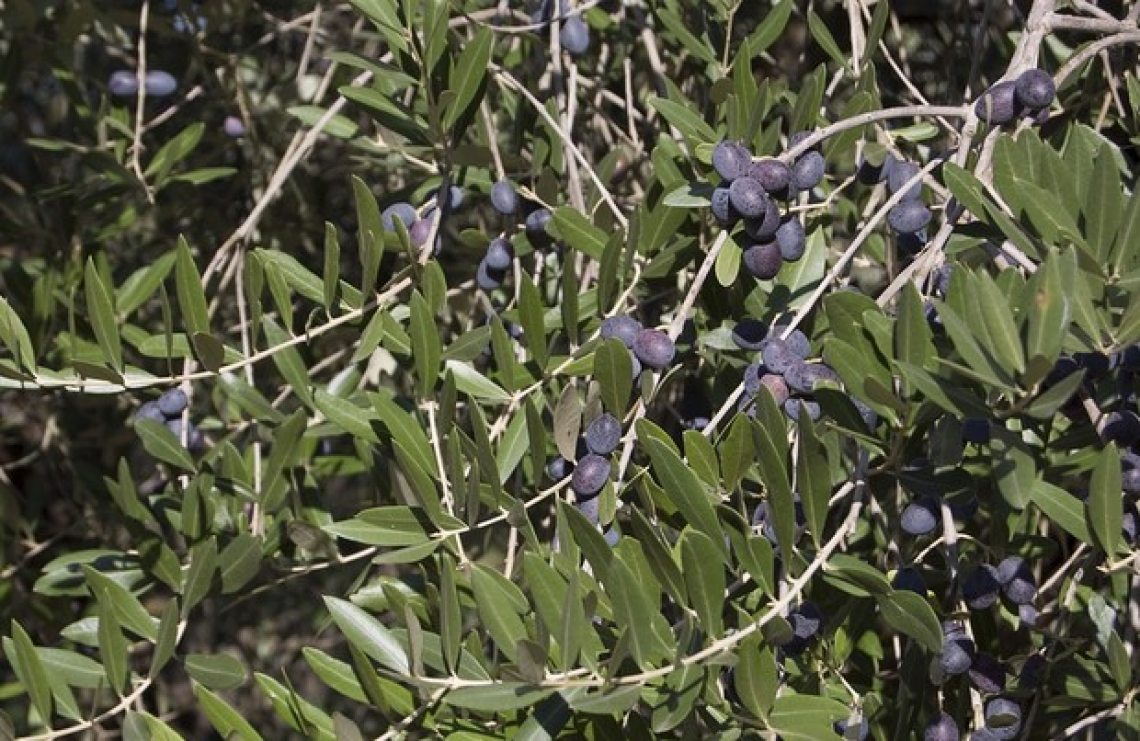 Il Portogallo olivicolo è il Paese emergente nell'Europa dell'olio di oliva