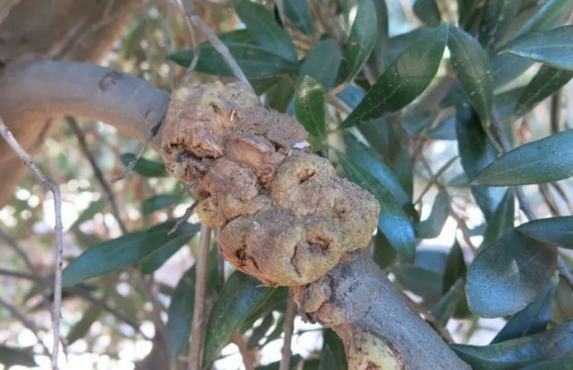 Le formulazioni di sali di ammonio quaternario migliori contro la rogna dell'olivo