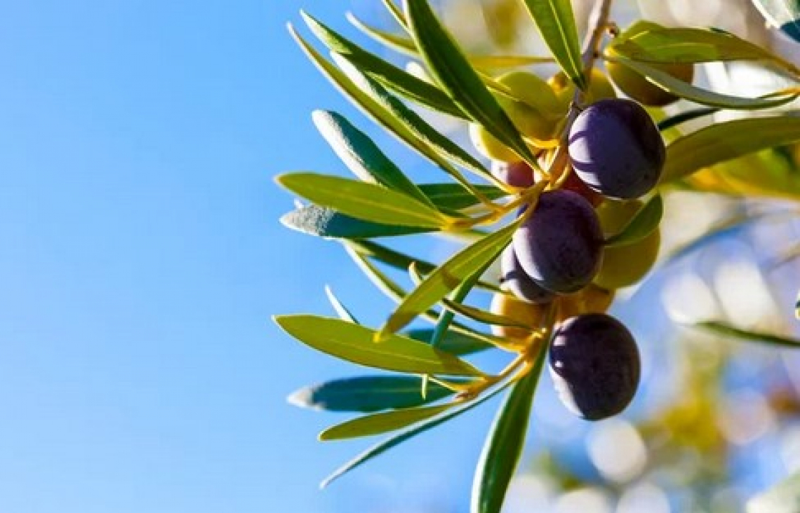 Gli effetti del selenio sull'olivo in condizioni di stress