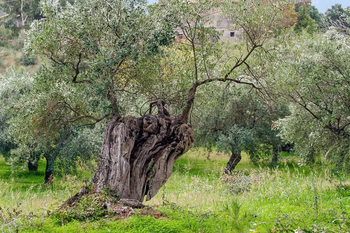 L'Italia chiede altri 500 milioni di euro a Bruxelles per combattere Xylella fastidiosa