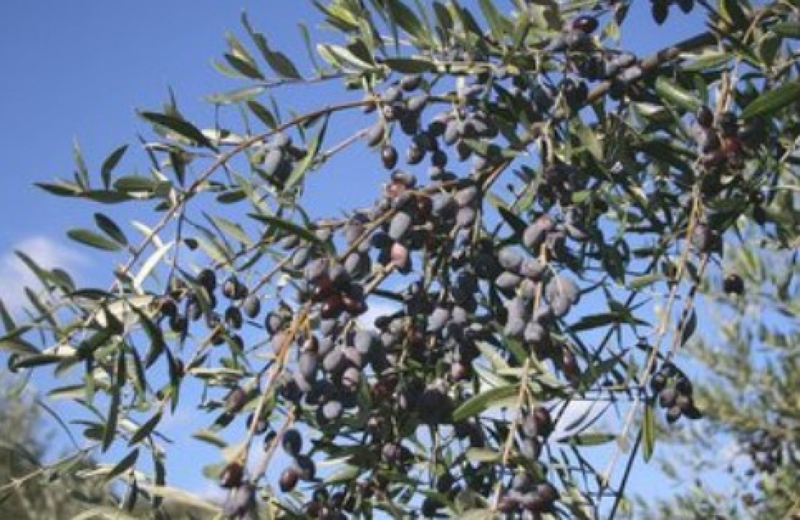 Sale la produzione pugliese di olio di oliva ma resta sotto media