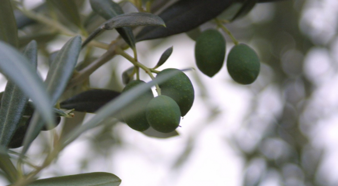 Parola d'ordine resistenza per gli olivi del futuro
