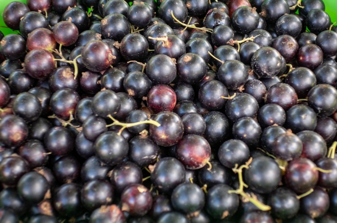 Allarme in Spagna: i prezzi dell'olio e delle olive sotto i costi di produzione