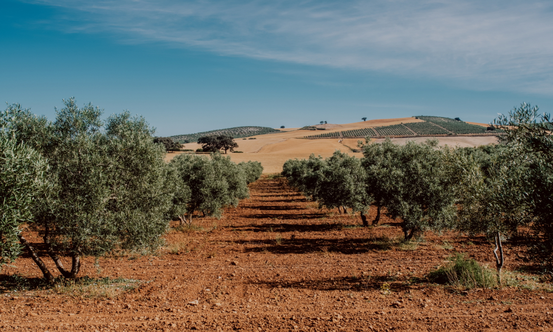 L'importanza della sostanza organica sulla biodisponibilità di fosforo per l'olivo