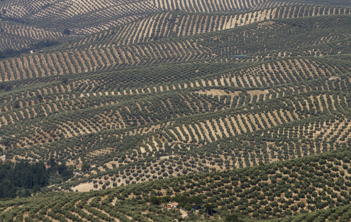 L'impatto dei residui di potatura dell'olivo sulle proprietà del suolo