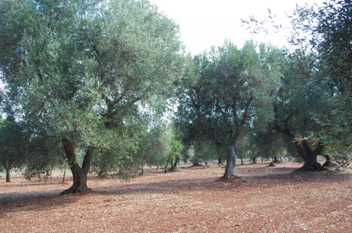 La Spagna mette in campo la Guardia Civil per controllare il raccolto delle olive