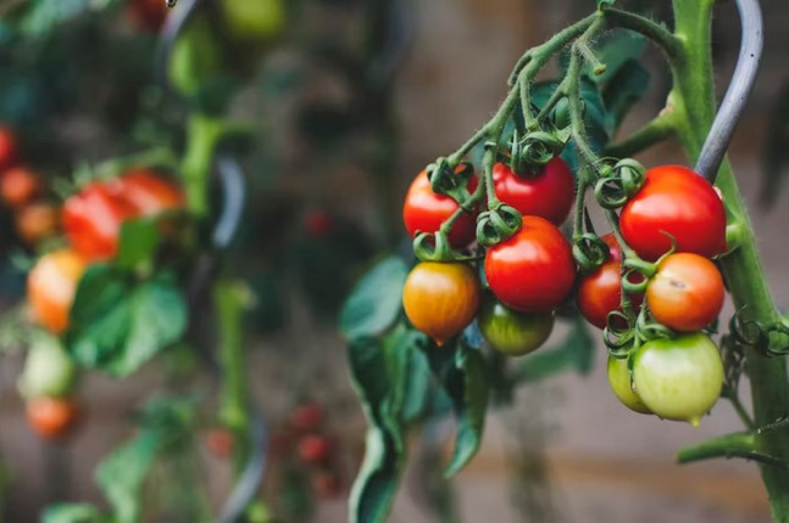 Italia secondo produttore al mondo di pomodoro da industria