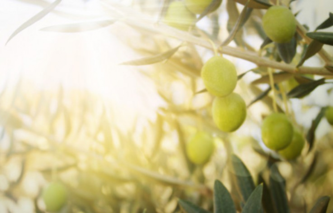 Garantire la qualità delle olive abbassando la temperatura di stoccaggio