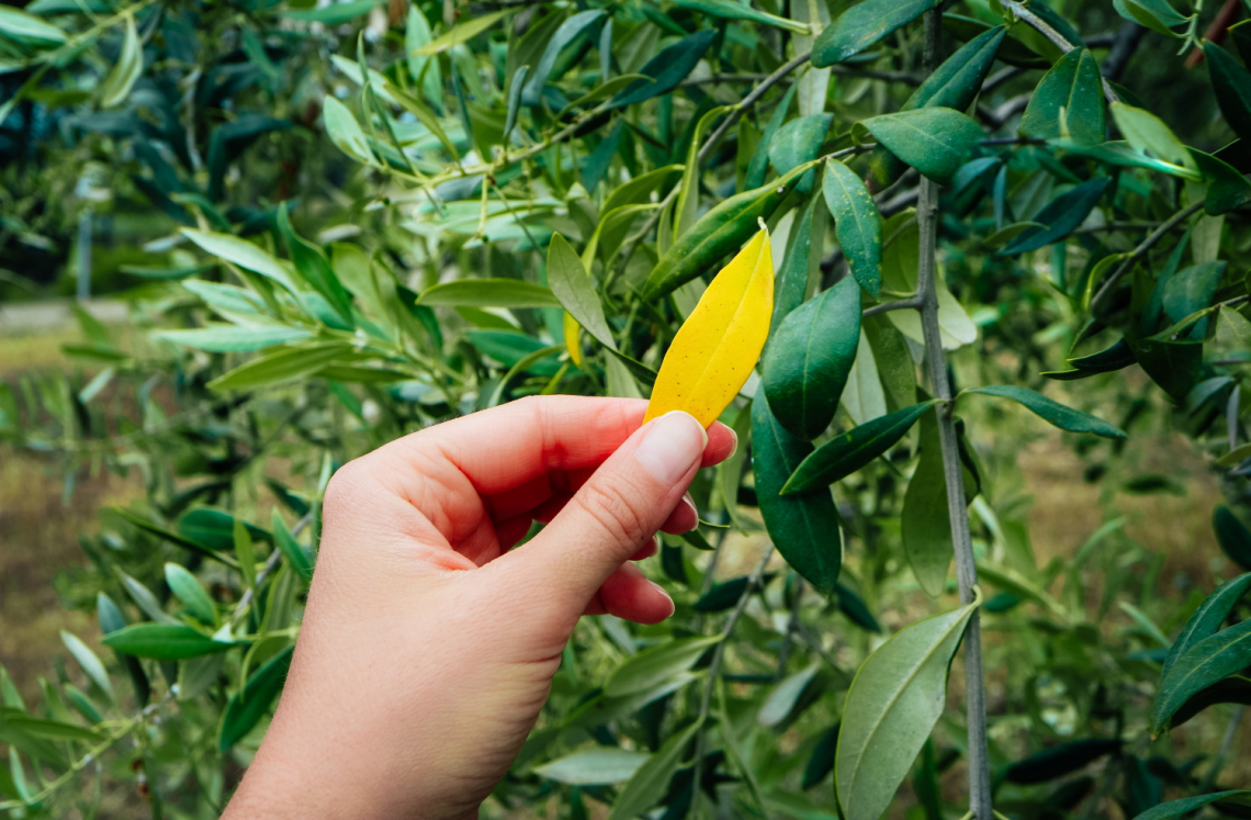 La concimazione azotota dell’oliveto per aumentare la produttività può avere conseguenze negative nel lungo periodo