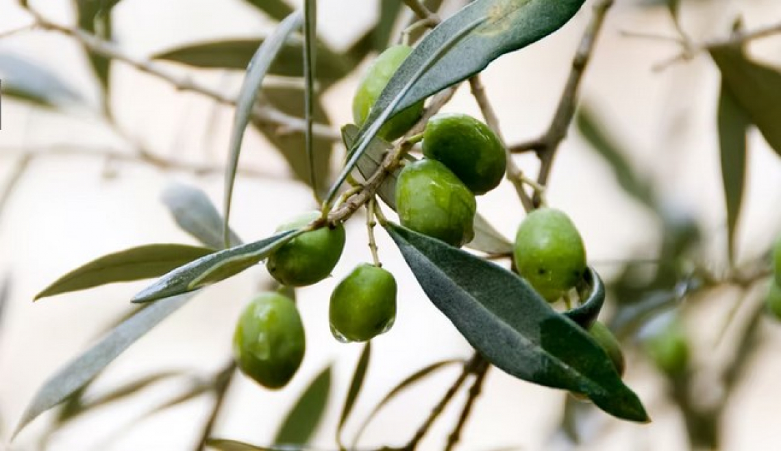 Serve un tavolo urgente di filiera olivicola