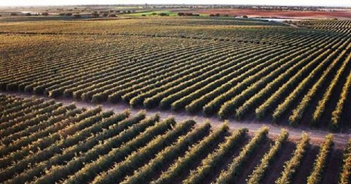 30 milioni di euro per l'olivicoltura italiana: i beneficiari