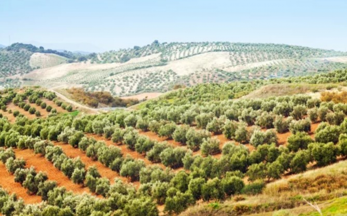 Gli olivi tradizionali in asciutta più sostenibili di quelli intensivi
