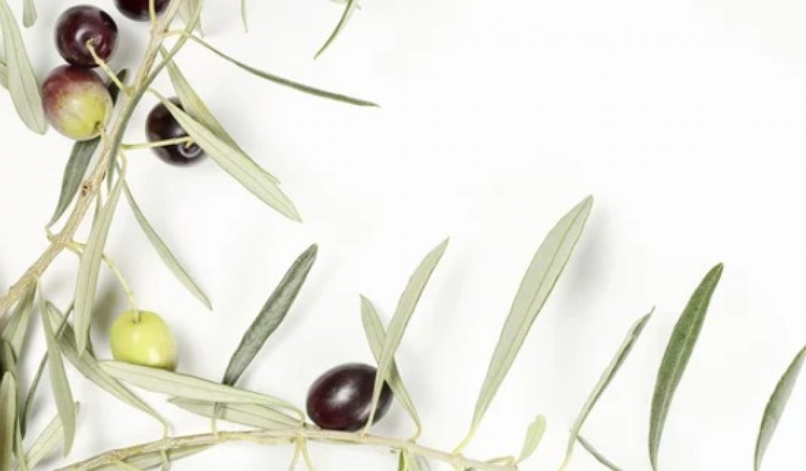 La nuova Pac olivicolo olearia deve prevedere l'aiuto accoppiato per gli olivicoltori