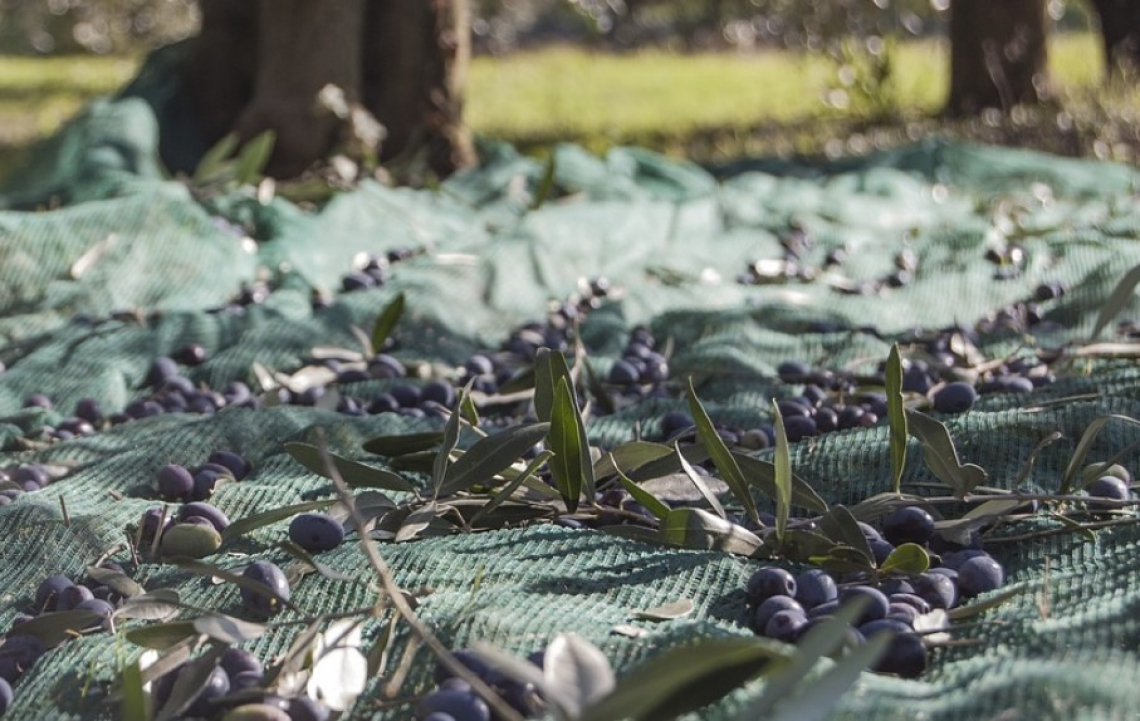 L'effetto dei trattamenti con calcio in pre raccolta sula qualità dell'olio extra vergine di oliva