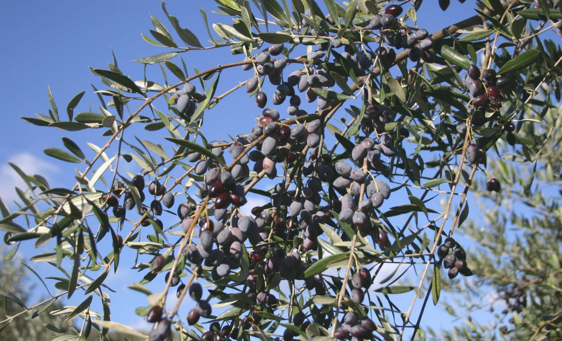Quanto i diversi sistemi di raccolta incidono davvero sull'ossidazione delle olive