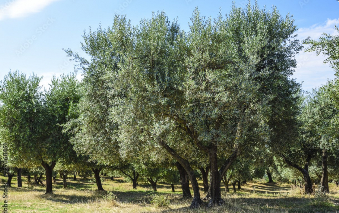 La Giornata mondiale dell'oliva celebrata in Georgia