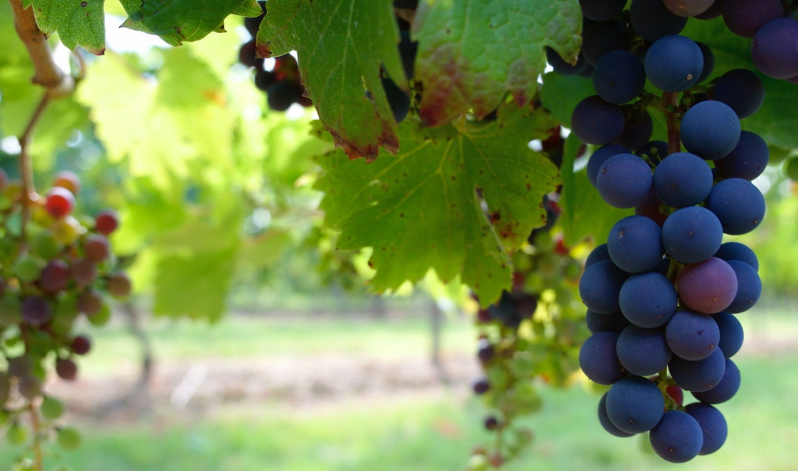 Bilancio vinicolo in Romagna: meno quantità ma più qualità