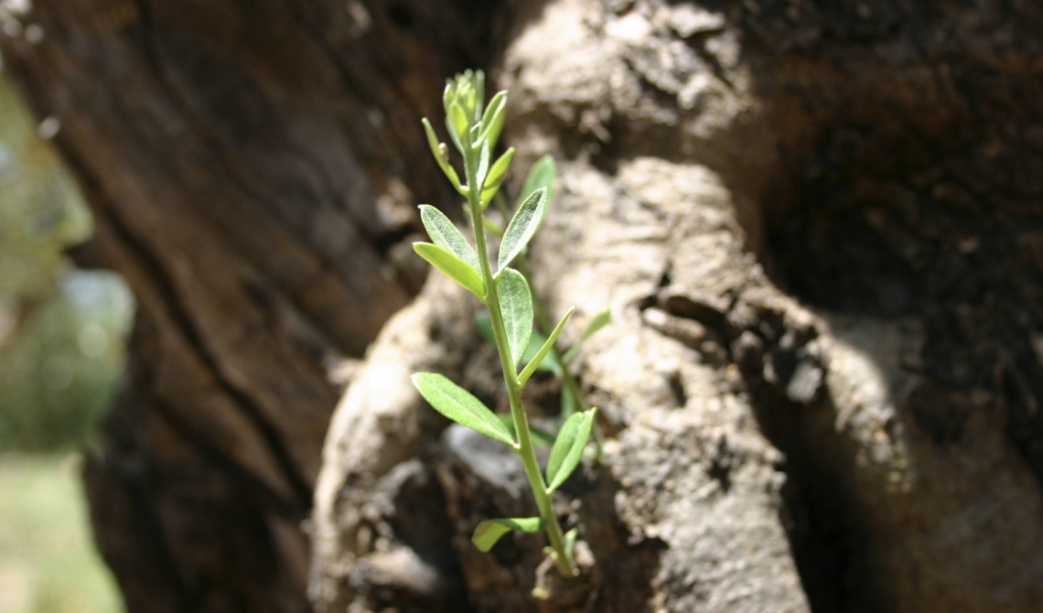 Olivo simbolo di pace e fratellanza