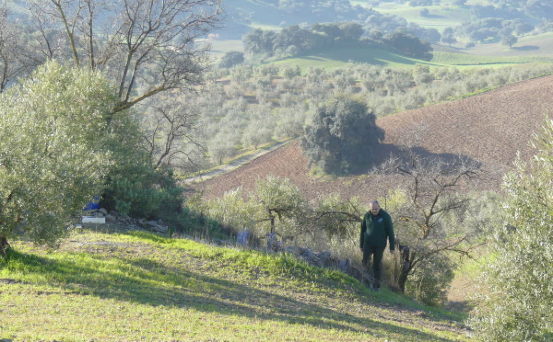 Olivares Vivos, il progetto di olivicoltura sostenibile si estende a Portogallo, Italia e Grecia