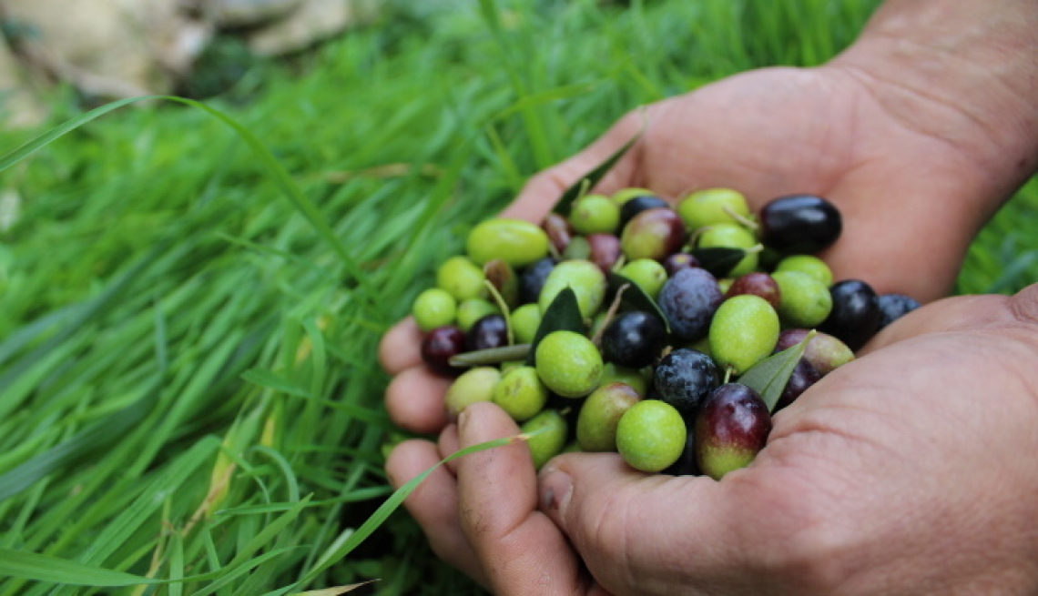 L'olivicoltura italiana sulla giusta strada: modelli gestionali sostenibili e da reddito