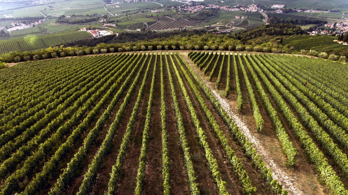 La composizione dei vini dai vitigni tolleranti ai patogeni fungini