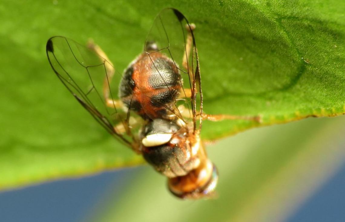 Come cambieranno gli attacchi di mosca e tignola dell'olivo nei prossimi anni