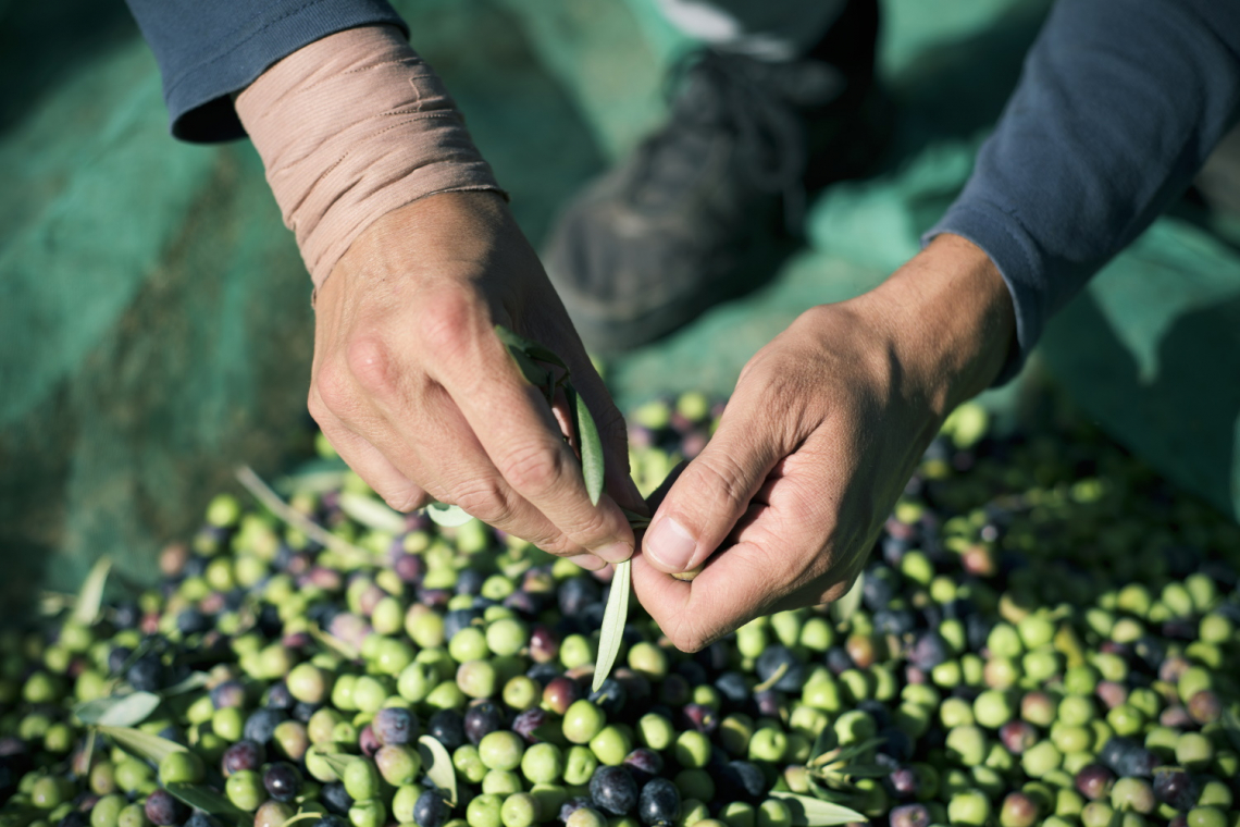Rivoluzione Pac e Ocm olio d'oliva: gli olivicoltori italiani perderanno gran parte dei pagamenti diretti e le Organizzazioni dei produttori sono a rischio