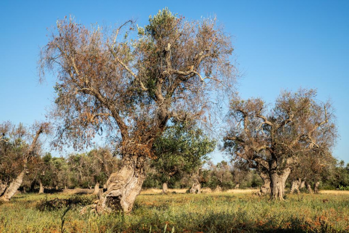 Cani molecolari per scoprire Xylella fastidiosa in campo