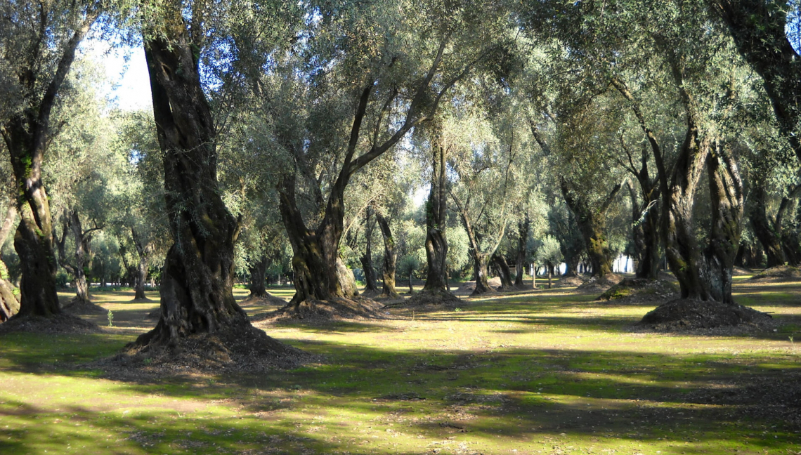 L'influenza della gestione del suolo sulla produttività dell'olivo