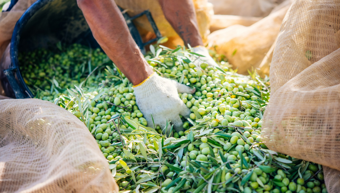 La fertilizzazione annuale con azoto e boro necessaria per migliorare la produttività dell'oliveto