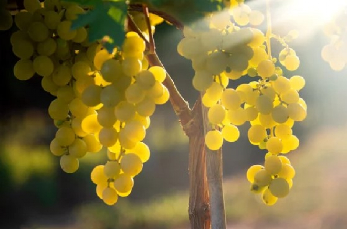 Andamento della maturazione e qualit&agrave; dell'uva dei vitigni resistenti in climi caldi